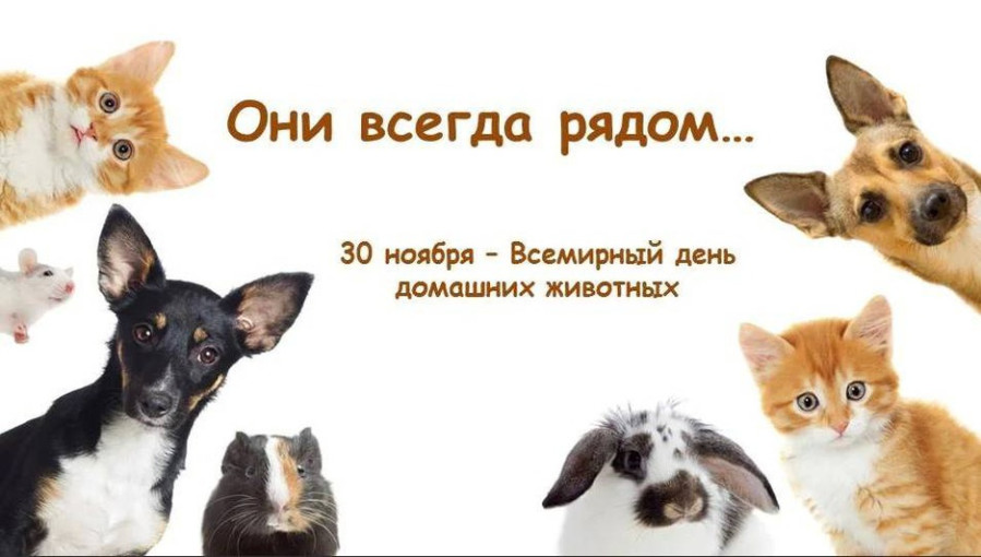 30 ноября - Всемирный день домашних животных 30 ноября - Всемирный день домашних животных.